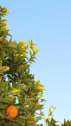 上海专业网站建设公司截图2