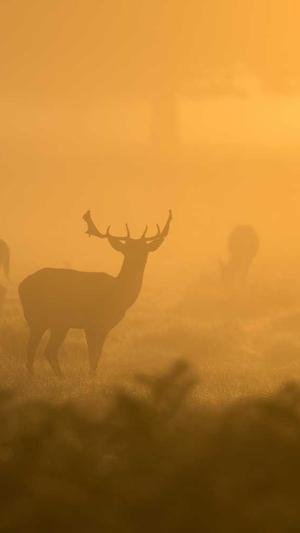 seo常用分析的专业工具截图2